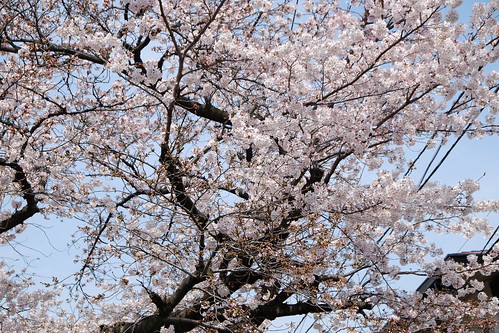 卒園式の日の桜