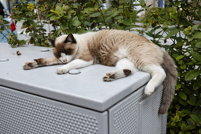 Sleeping street cat in Naha Okinawa