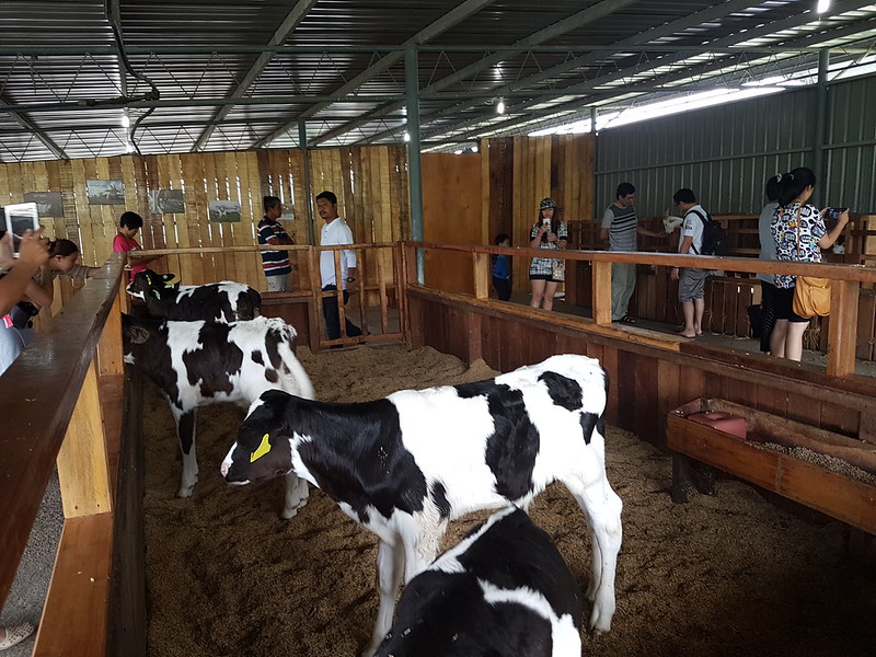 Desa Cattle Farm