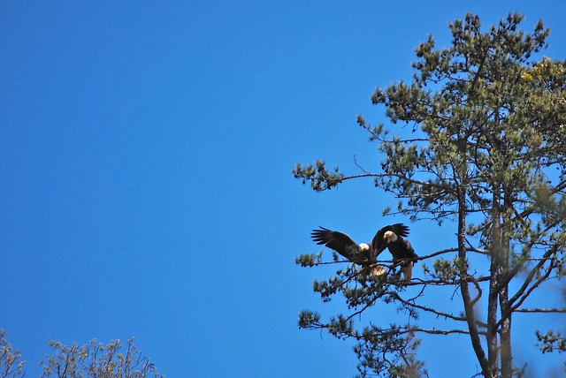 Adult bald eagle landing next to his mate at a Virginia State Park