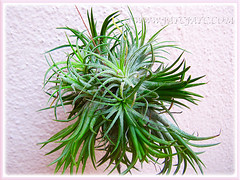 A clump of Tillandsia ionantha (Tilly, Air Plant, Blushing Bride), purchased on June 29 2015