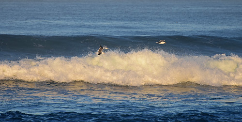 ocean sea cold birds sunrise coast seaside surf waves pacific outdoor gulls shoreline wave shore coastline