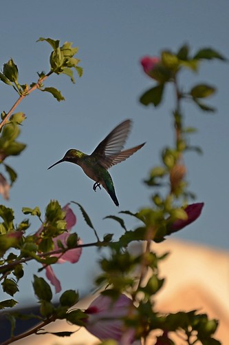 naturaleza aves vuelo colibri