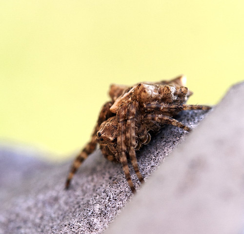 macro photography spider arachnid macrophotography arachnidae