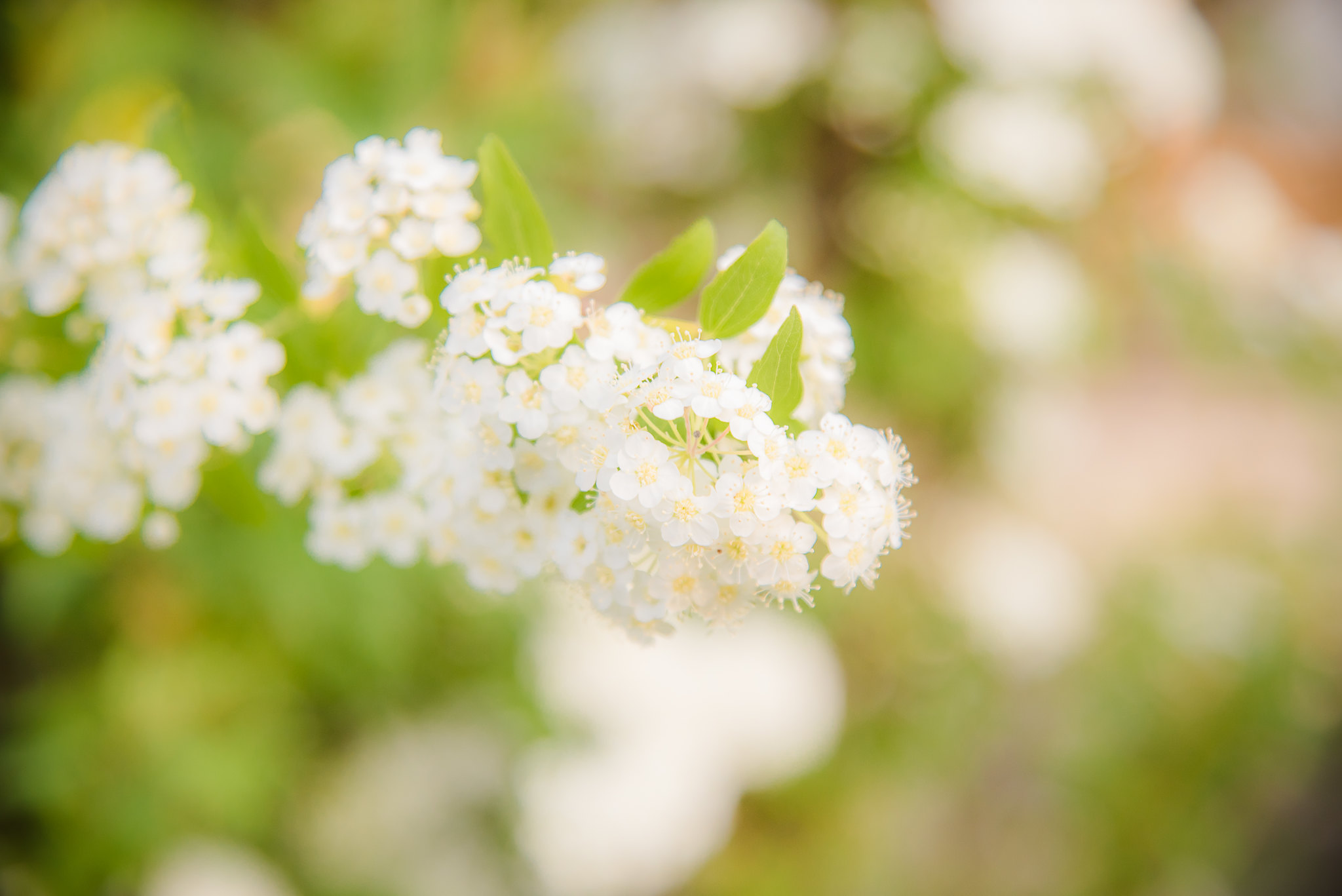 白い花 Higurashi