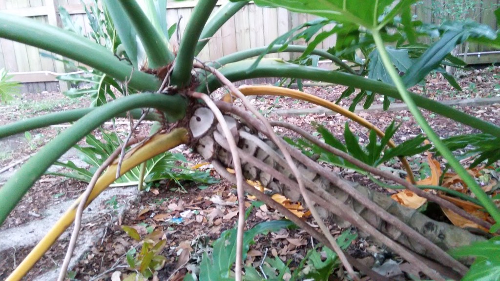 Propagating A Split Leaf Philodendron Diy Home Improvement Forum