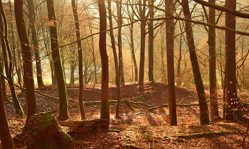 nature natur inexplore deutschland germany thüringen thuringia wow wald model wood wonderful beautifulview beautifullight februar nikkor