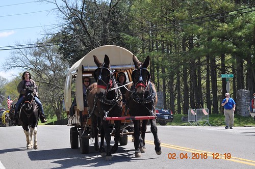 horses parade mule wagons riders muleday muledayparade