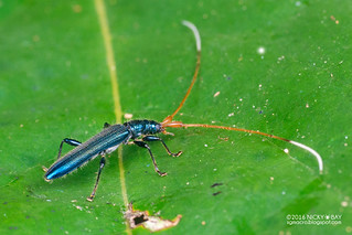 Longhorn beetle (Noemia sp.) - DSC_7036