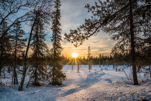 morning trees winter sun snow cold ice sunrise canon finland landscape eos frozen finnland lappland fi kittilä 70d pallashusky