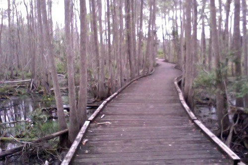 park georgia state swamp okefenokee boardwalk wetland stephenfoster