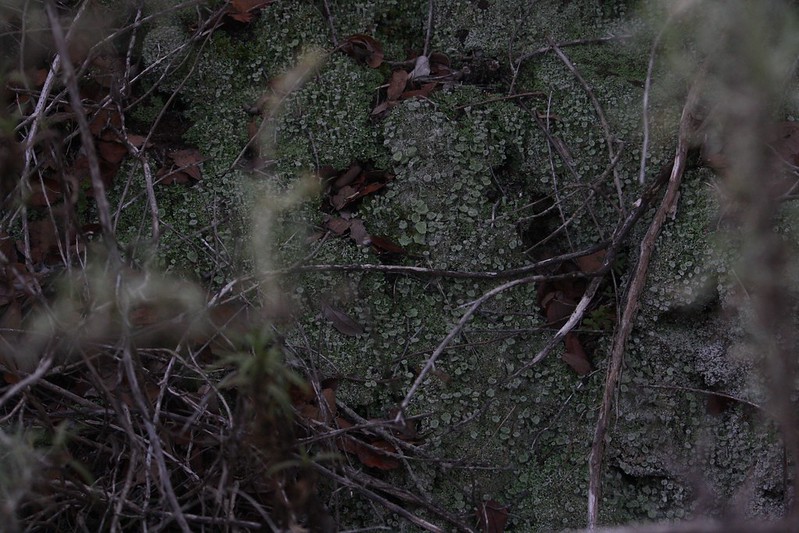 Pixie-cup Lichen