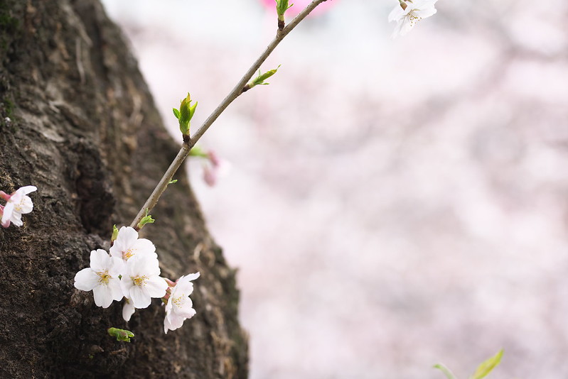 目黒川の桜 2016年3月31日