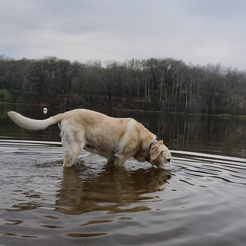 Daisy taking a dip in Schultze Lake