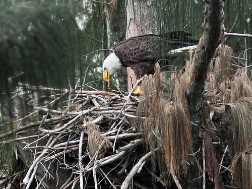 Bald Eagle male feeding nestling 20160119