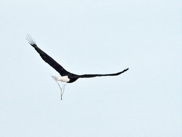 Bald Eagle Jewel departs with stick at 0802AM 20160129 20160129
