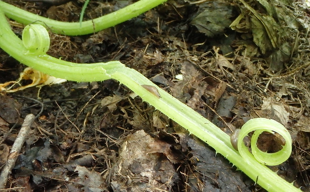 damaged squash vine with the top half curled back in both directions, and two slugs sitting on the bottom half