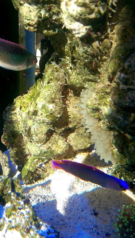 ReefCentral-Picture-69