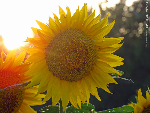 field evening september sunflowers sunflower kansas beforesunset latesummer 2015 sunflowerfield leavenworthcounty grinterfarms september2015