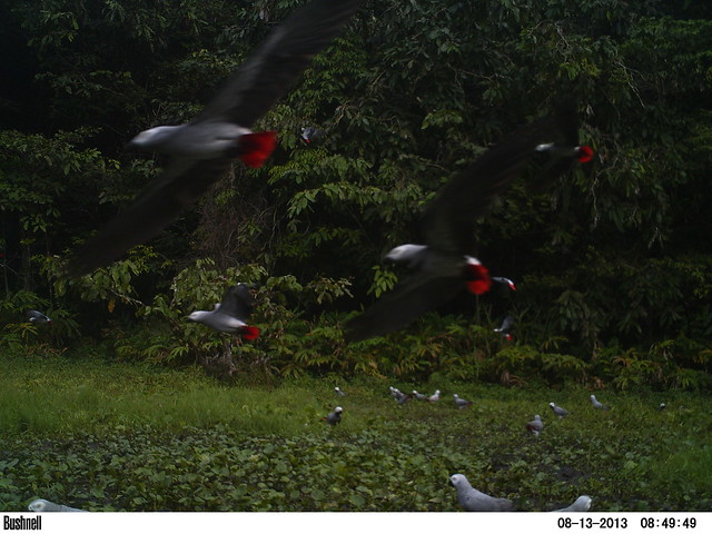 Parrots passing before camera trap