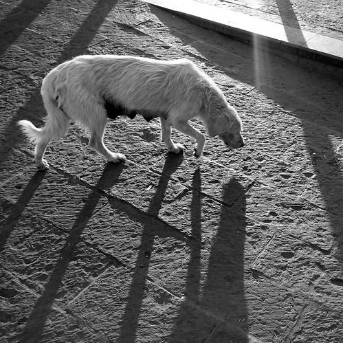 street plaza light shadow bw dog square mexico downtown ray central cell cellular canine perro queretaro hungry mx cellphonepic tequisquiapan callejero qro tequis 20151225170630