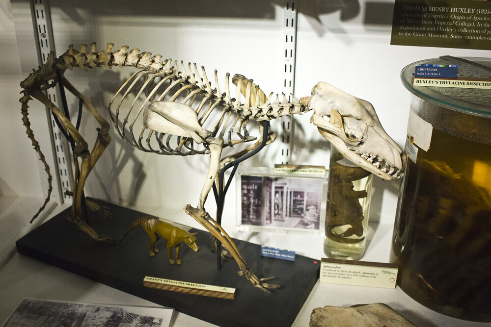 Grant Museum Of Zoology, Grant Museum, UCL, Zoology, museum, london, red brick, euston, london museum, animals, taxidermy, skeleton, thylacine