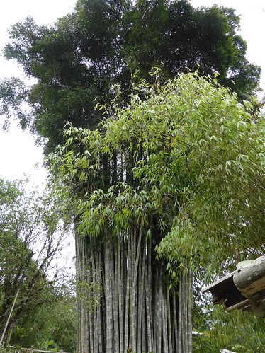 costarica poaceae bambusavulgaris bambusa
