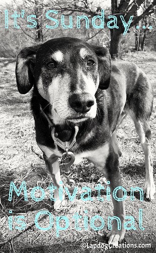 It's Sunday... Motivation is Optional! - Teutul #coonhoundmix #rescueddogs #adoptdontshop #BlackandWhiteSunday #LapdogCreations ©LapdogCreations