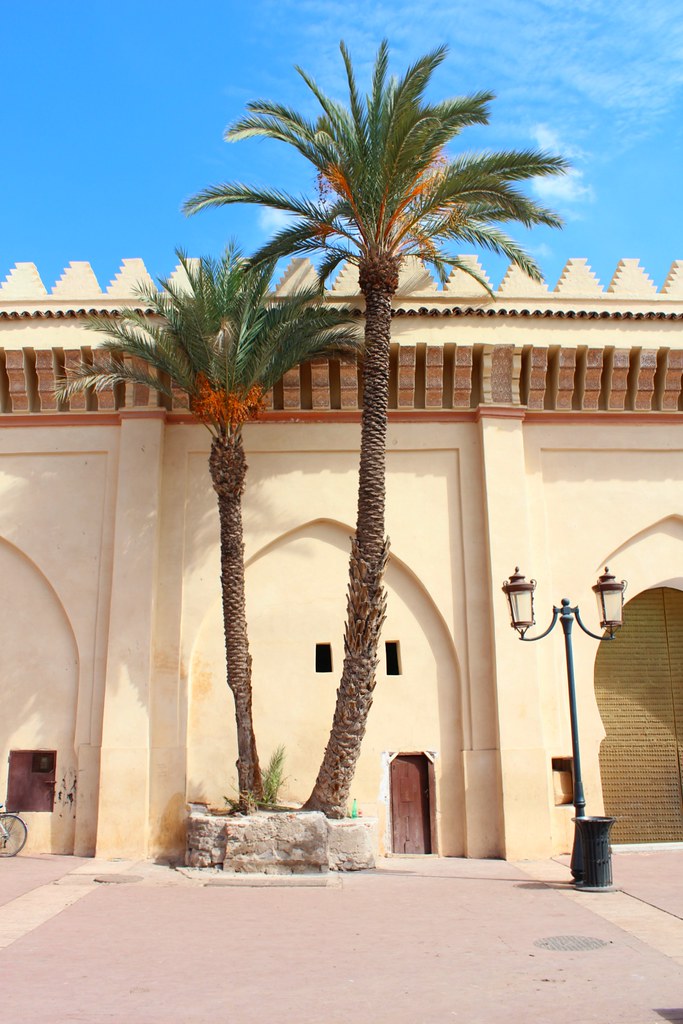 Marrakech palm trees