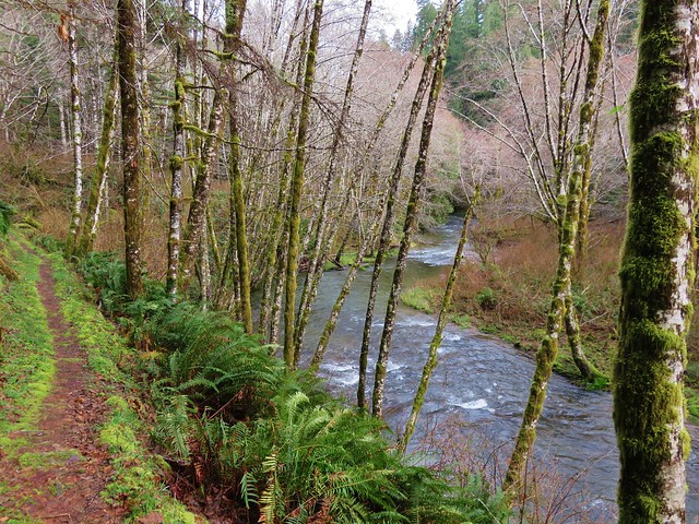 Sweet Creek Trail