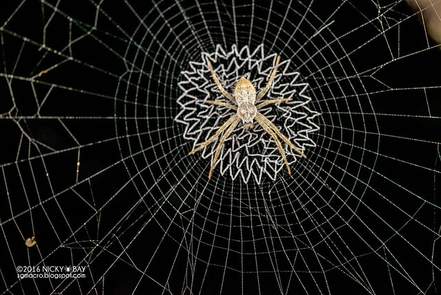 Cross spider (Argiope sp.) - DSC_8041