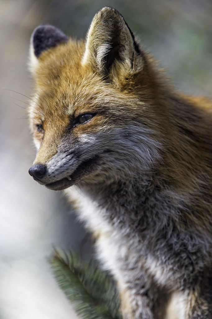 Next fox portrait