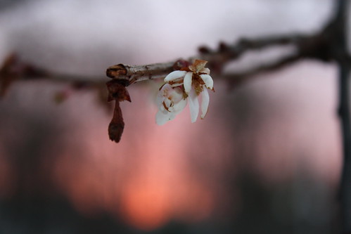 winter sunset snow cold flower cherry hungary blossom sopron ornamentalplant erzsébetkert