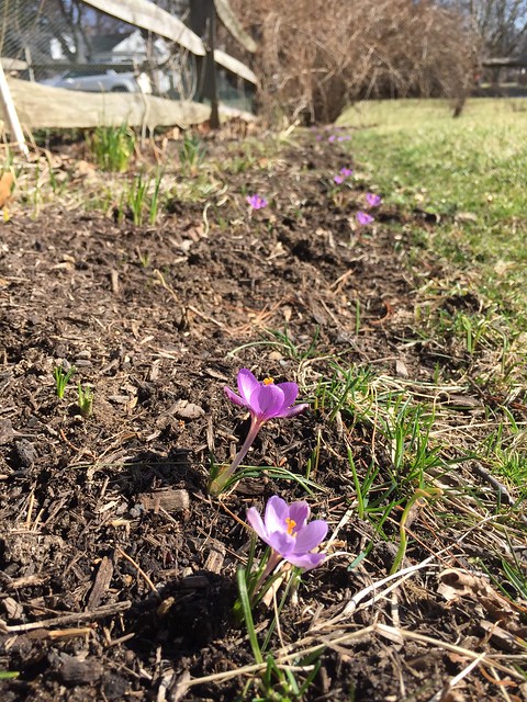 Garden Bloggers' Bloom Day, March 2016