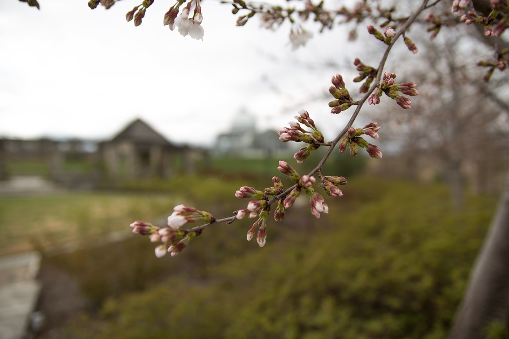 Cherry Blossom Buds