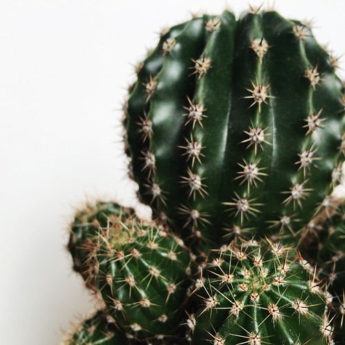 Macro cactus