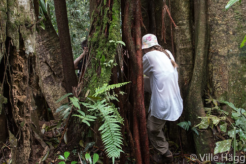tree trek sumatra indonesia id jungle gunungleuser northsumatra batangserangan