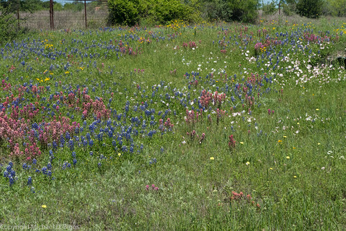 texas unitedstates wildflowers brady