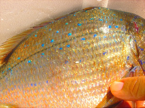 blue fish bream aquaculture aegeansea egedenizi bluespottedseabream akuvatur