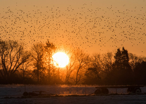 orange birds sunrise flickr tennessee murfreesboro project365 28365 goldhour 116in2016 28of116