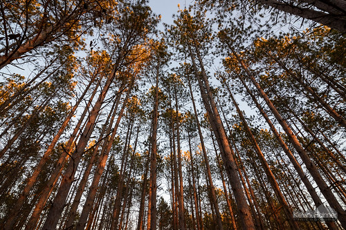 statepark trees winter sunset orange sunlight pine forest illinois glow dusk clayton january backpacking adamscounty siloamsprings tamron2470mmf28 siloamspringsstatepark nikond750 redoakbackpacktrail