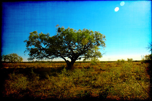 ranch tree art giant photography texas farm tex mesquite strong mighty plain praire groovyal themightymesquite