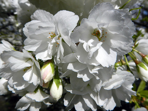 White cherry blossoms in Queen Elizabeth Park