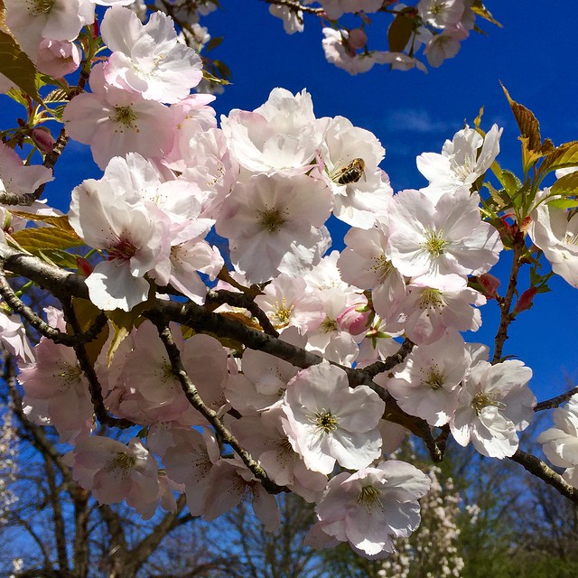 Regent's Park Chester Avenue cherry blossom 2016