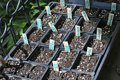 seedling trays  IMG_5267 - Copy