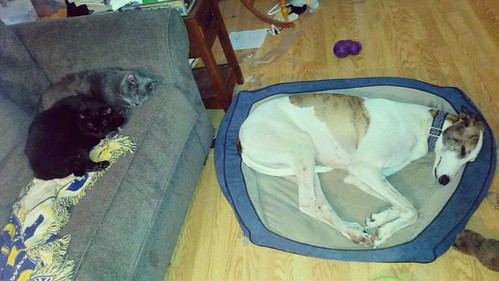 Meanwhile, at home.... #Lester #Julio #catsofinstagram #Cane #DogsOfInstagram #greyhound