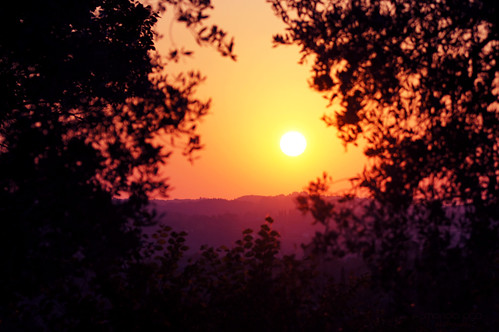 trees sunset italy sun silhouette evening twilight hills tuscany layers olivegarden sanminiato thegalaxy