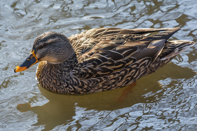 Mallard female 2 Nikon 200-500