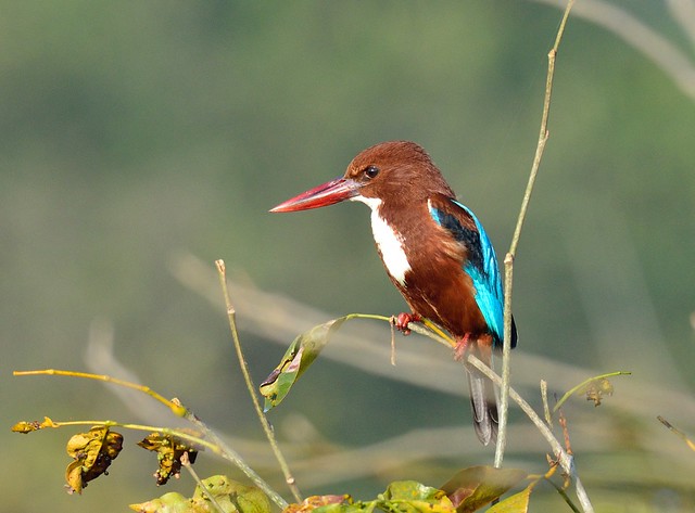 Kingfisher perched_F8