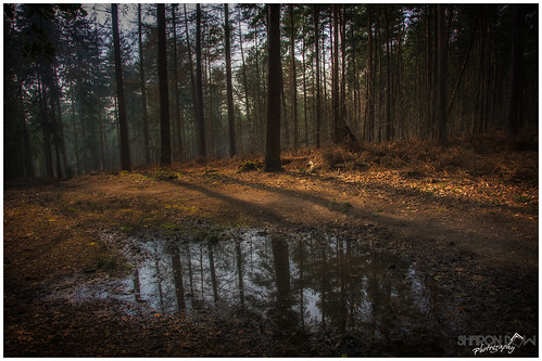 uk trees england nature water beautiful grass sunshine pine forest reflections walking puddle countryside moss woods nikon britain hiking path country ngc peaceful surrey trail fir bracken intothewoods sunnyday albury southernengland 2016 shere surreyhills leadingline forestreflections d7100 alburyheath nikond7100 sharondowphotography march2016